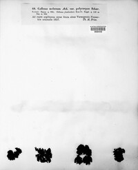 Collema marginale image